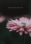 Fleurs roses pour un soutien affectueux